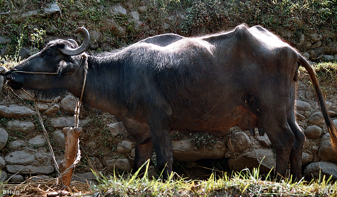 raonline-nepal-photo-gallery-domestic-and-wild-animal-in-nepal