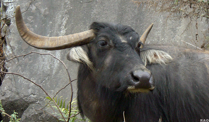 ghar-paluwa-janawar-haru-domestic-animals-in-nepali