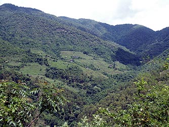 Bhutanese forest