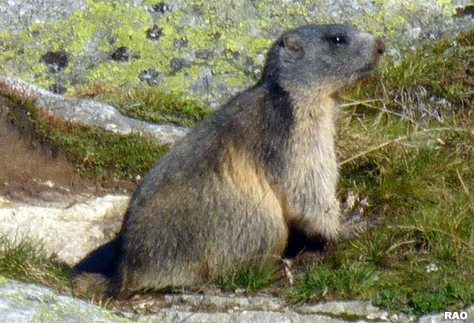 Murmeli - Marmot