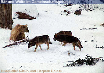 GOLDAU: Die Bären und Wölfe rücken näher zusammen